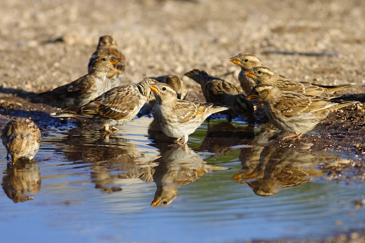 la carica dei 101 (passere lagie)